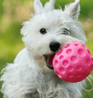 Canine Dimensions Logo